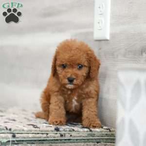 Ace, Cavapoo Puppy